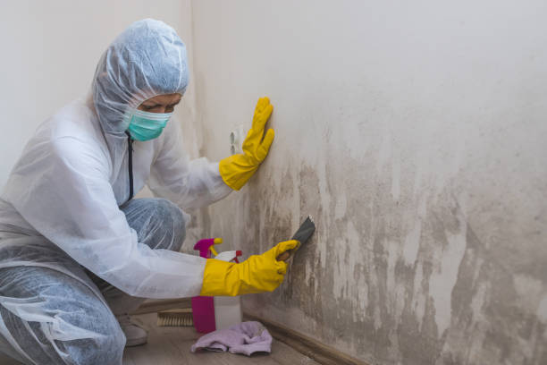 Mold Odor Removal Services in Commerce, OK
